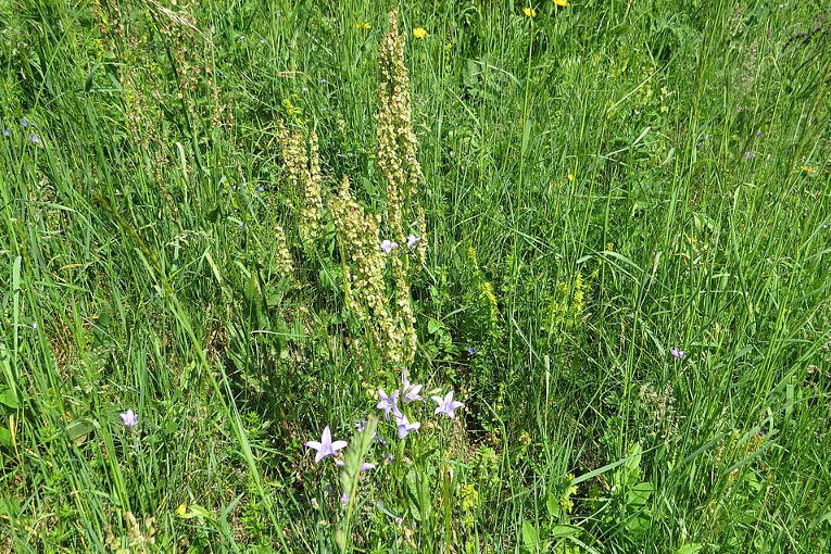 wildflowers