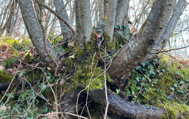 trees with roots