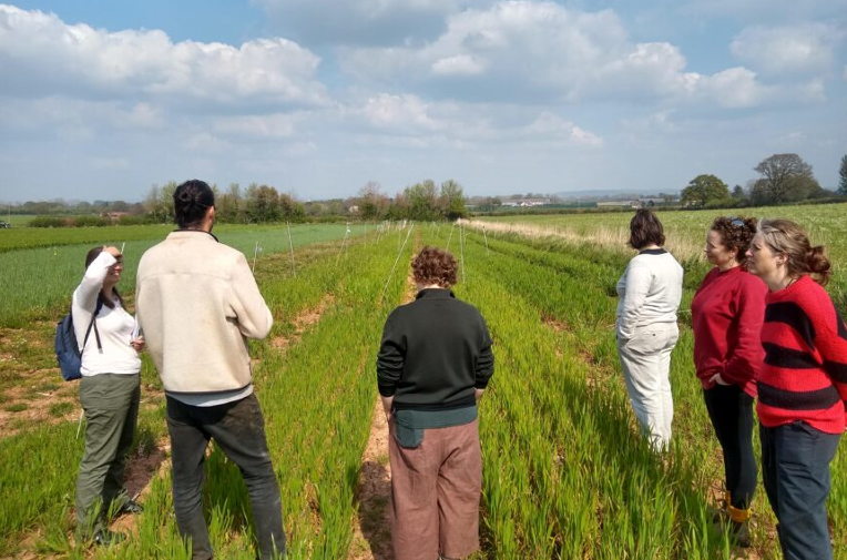 Trail wheat plots