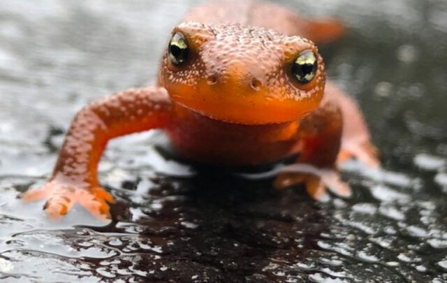 newt