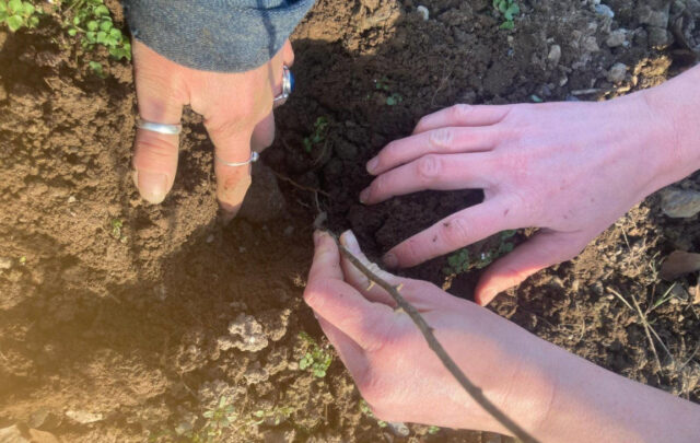 planting trees
