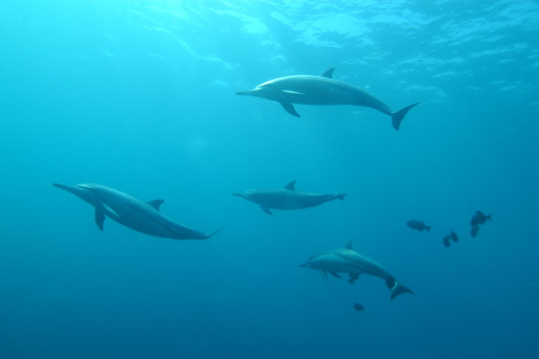 bottlenose dolphins
