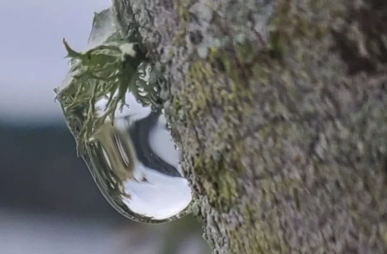 dew drop on fungus